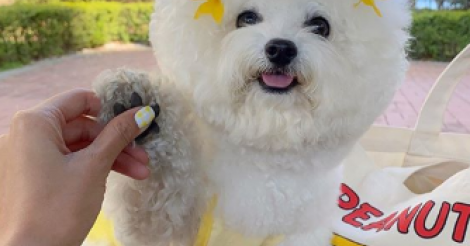 白くてまん丸の癒し系インスタグラマー！フォロワー4万人越えの韓国犬が大人気♡